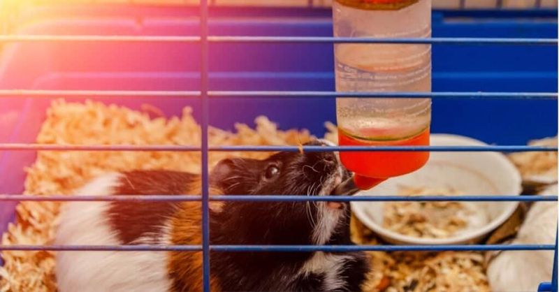 Wet Towels Over Cages Drop Temperature Significantly