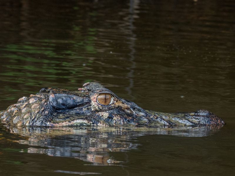 Stealth Swimmers Of The Amazon
