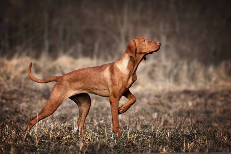 Vizsla: The Velcro Hunter