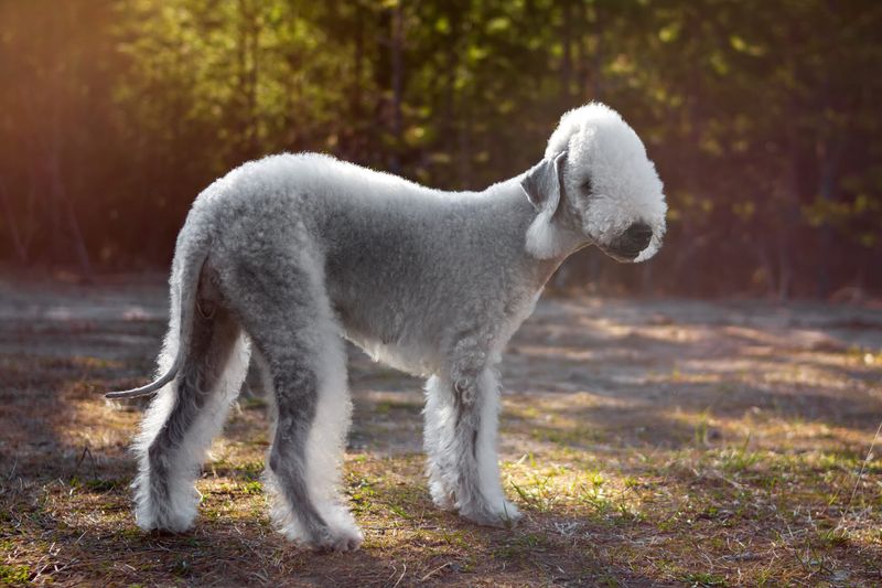 Bedlington Terrier: Lamb-Like Lounger