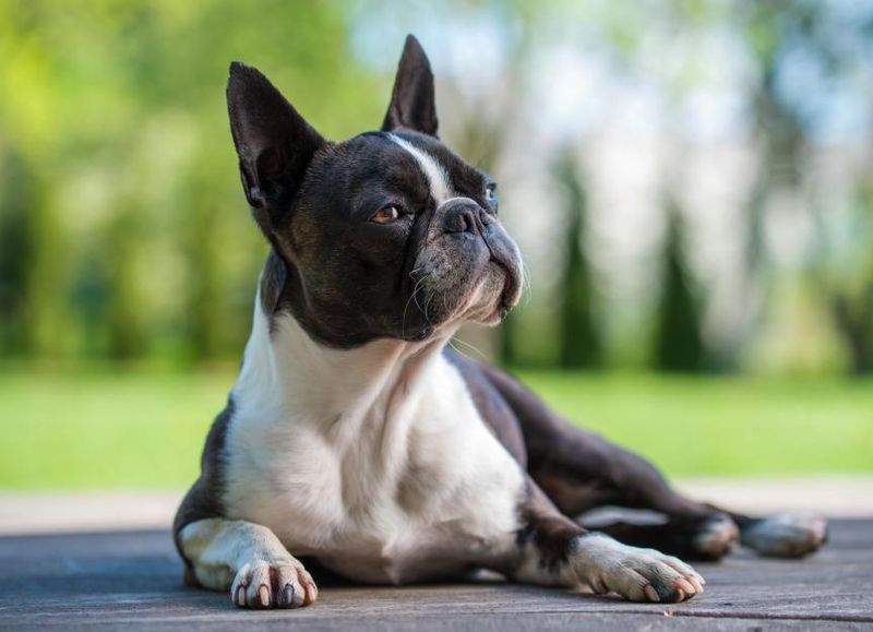 Boston Terrier: The American Gentleman