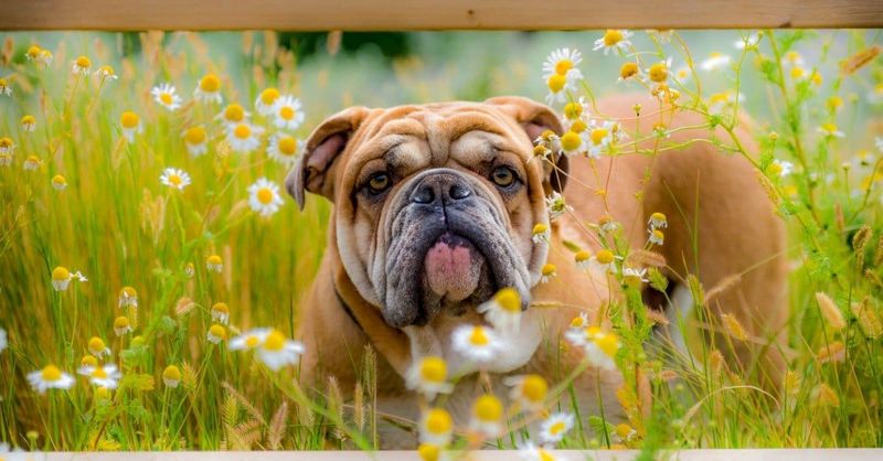 English Bulldog