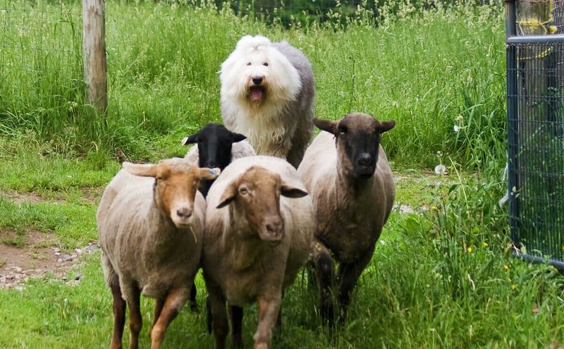 Old English Sheepdog
