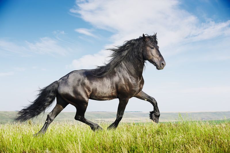 Friesian
