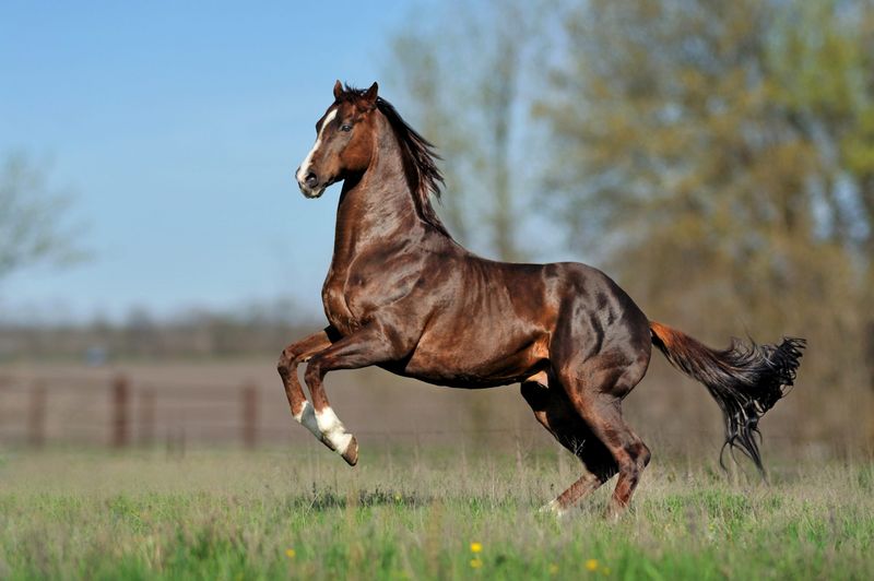 Thoroughbred: Born To Run Wild