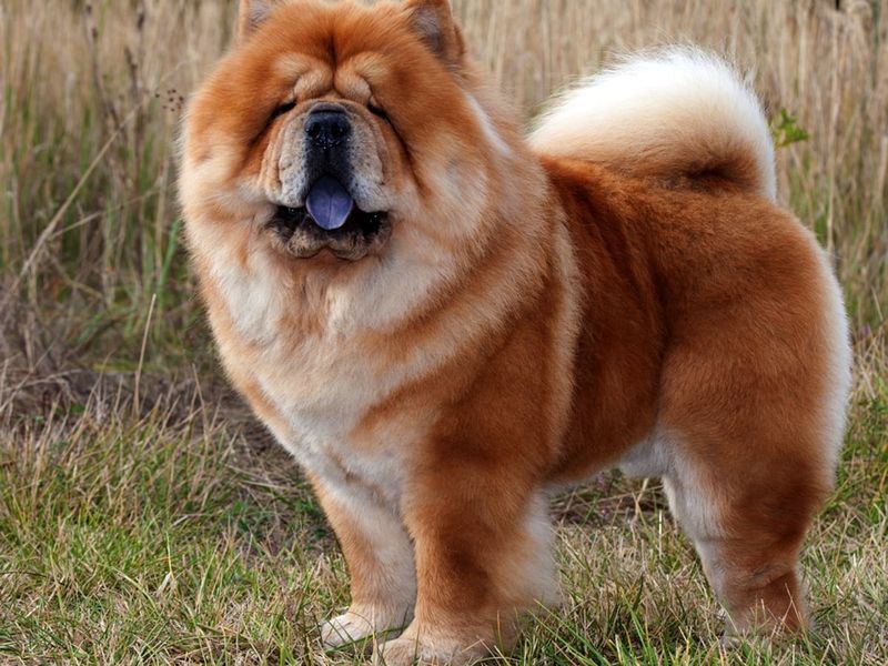Chow Chow – The Fluffy Misanthrope