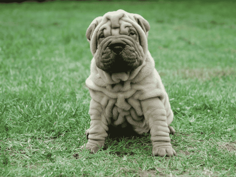 Shar Pei