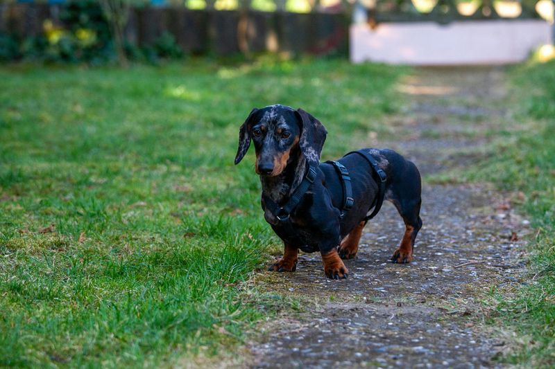 Dachshund