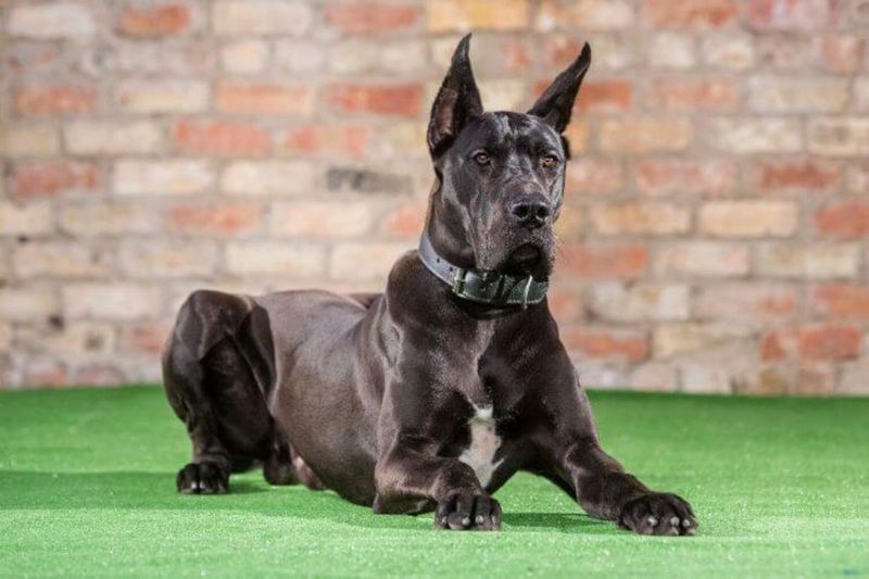 Great Dane