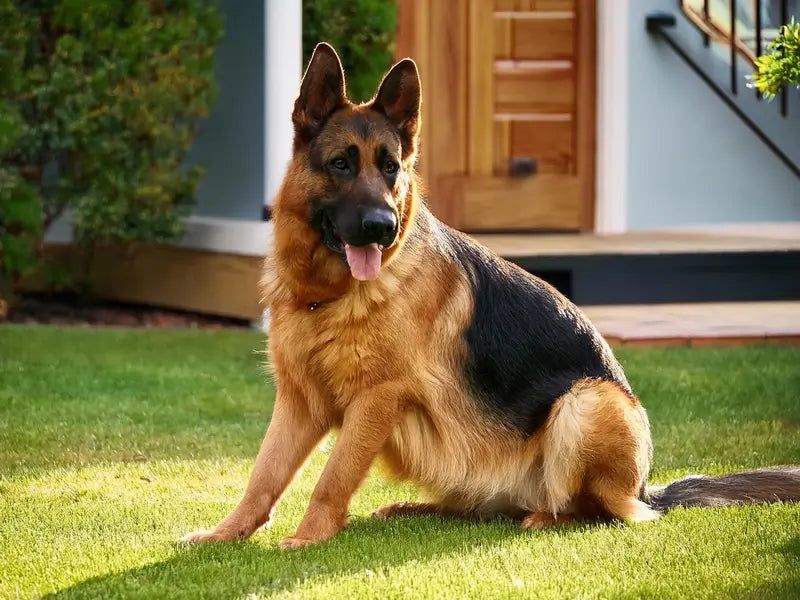 German Shepherd
