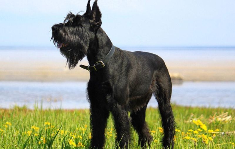 Giant Schnauzer