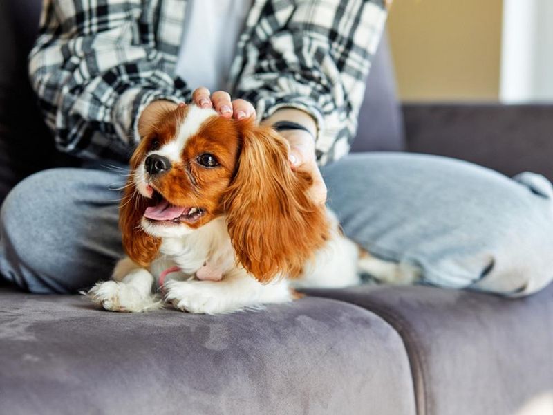 Cavalier King Charles Spaniel