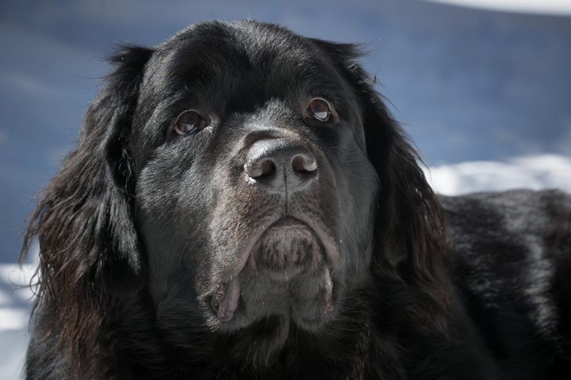 Newfoundland: Gentle Giant