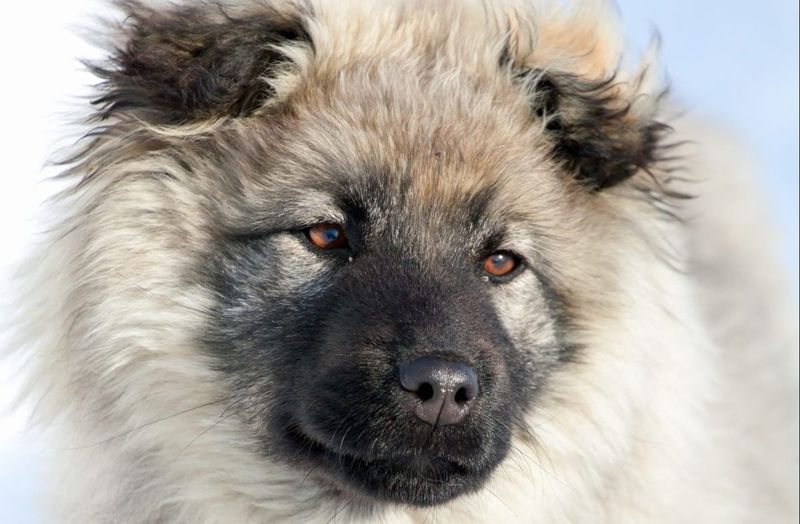 Caucasian Shepherd: The Mountain Guardian
