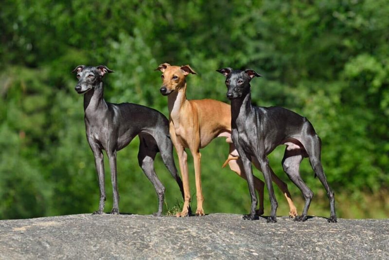 Greyhound: Lightning-Fast Sprinters