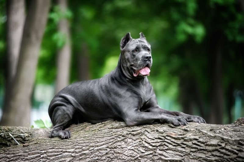 Cane Corso: The Intense Guardian