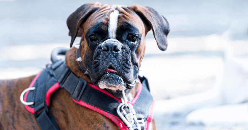 Boxer