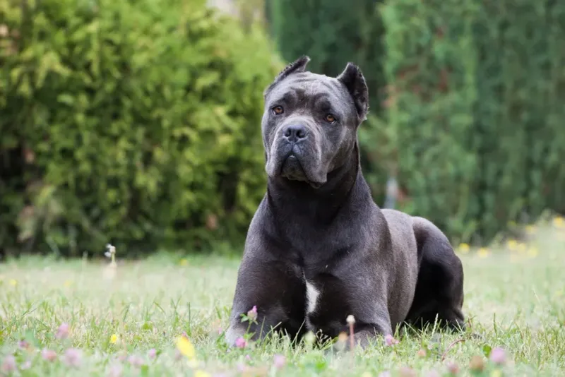 Cane Corsos