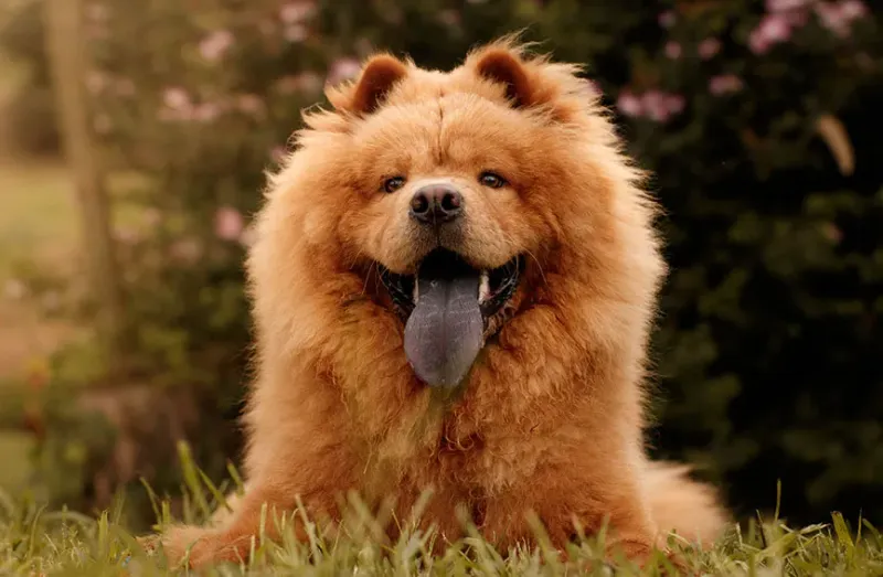 Chow Chows
