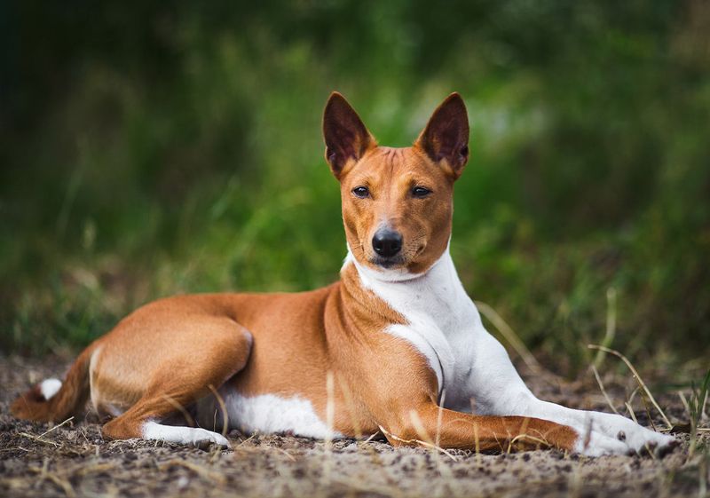 Basenji: The 'Barkless' Troublemakers