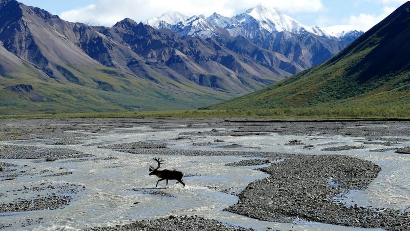 Alaska – Denali National Park