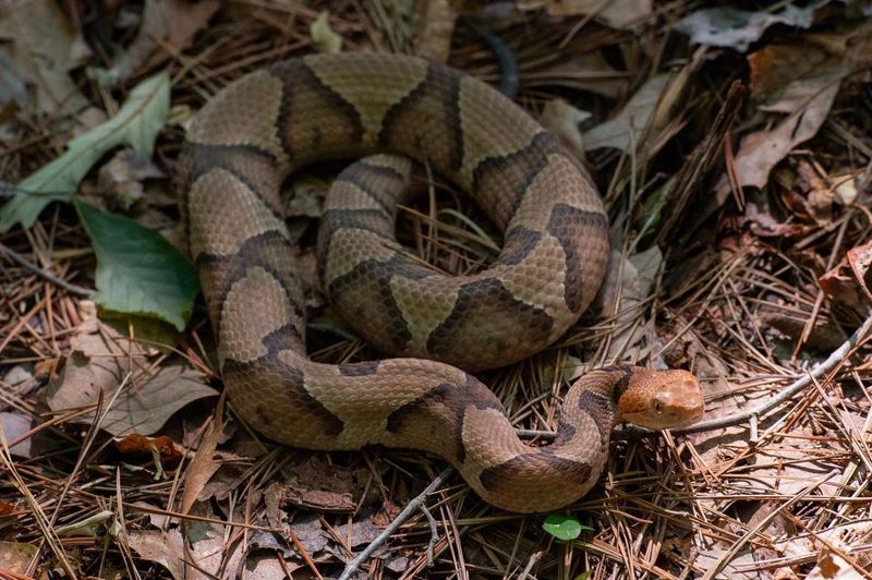 South Carolina's Slithering Situation