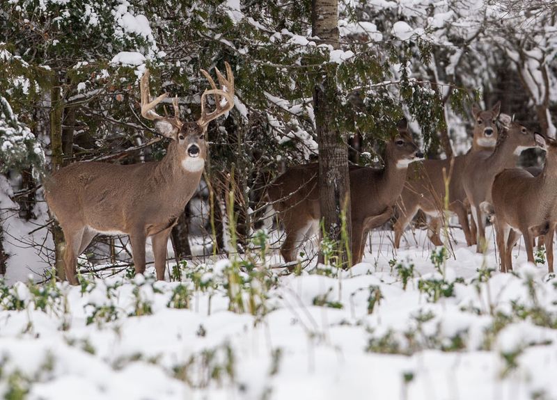 Weather Triggers Breeding Behavior