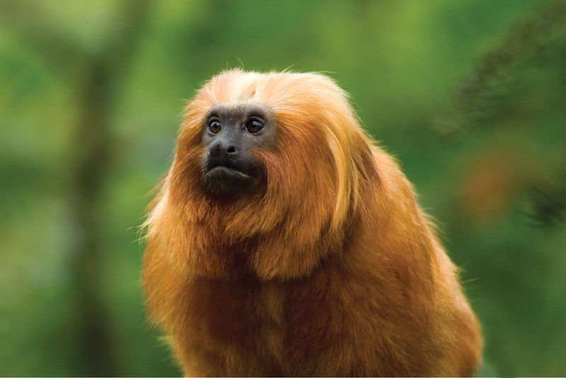 Golden Lion Tamarin