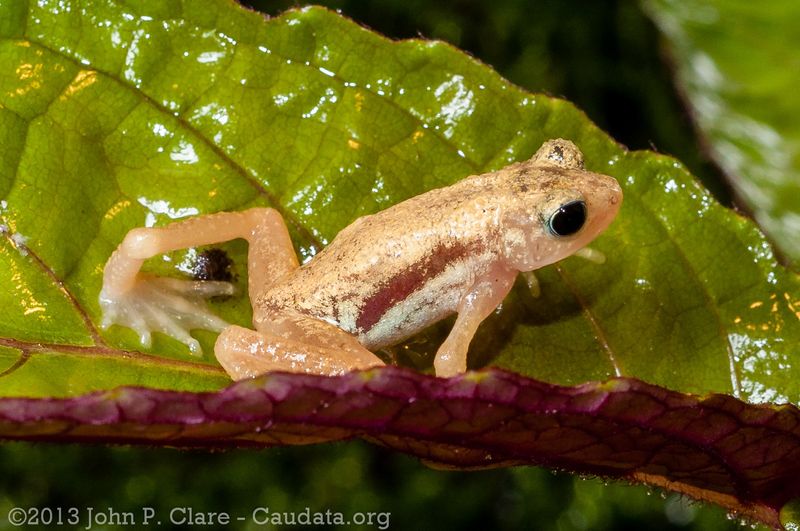 Kihansi Spray Toad