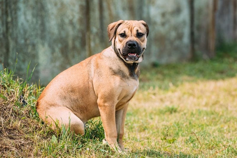 Perro de Presa Mallorquin: Mallorca's Ancient Guardian