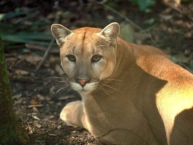 Florida Panthers Losing Their Last Refuge