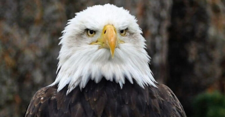 Alarm: Wildlife Is Disappearing Faster In This U.S. State Than Others