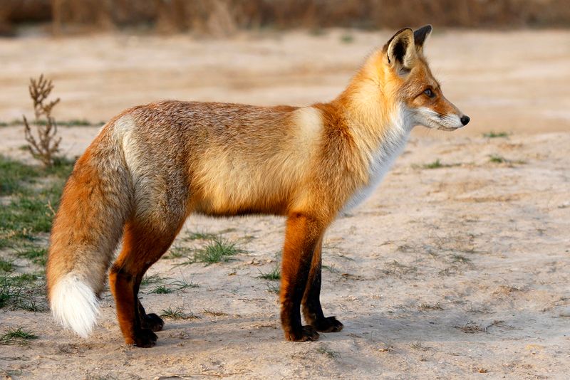 Colorado's Clever Red Foxes