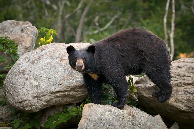 North Carolina's Mountain Hideaways