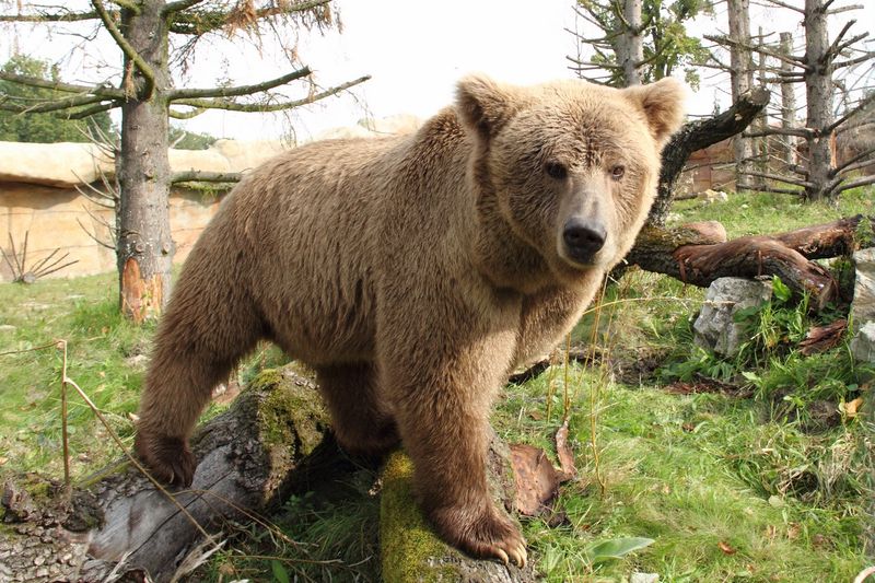India's Himalayan Brown Bears