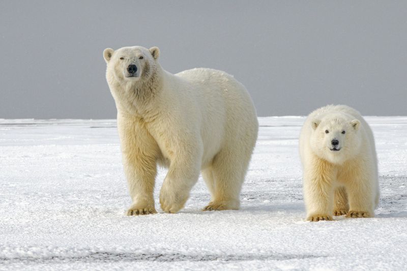 Polar Bear (Ursus maritimus)
