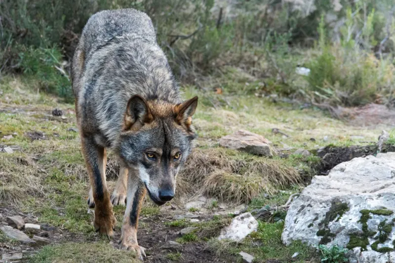 Iberian Wolf - Spain's Secretive Survivor
