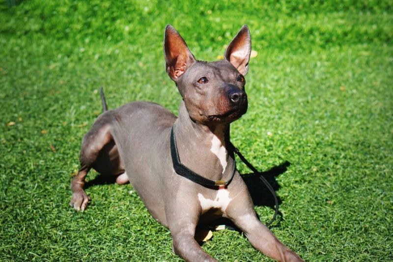 American Hairless Terrier