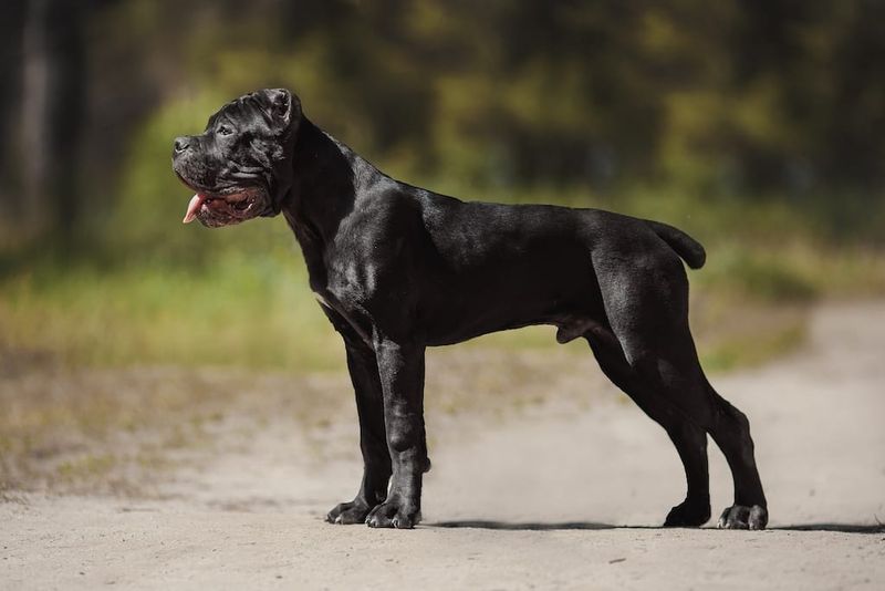 Cane Corso – The Intensity Mismatch