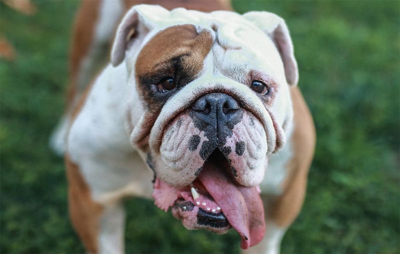 English Bulldog