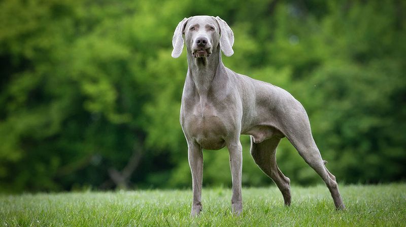 Weimaraner