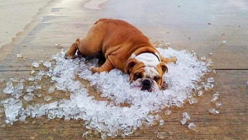 Bulldog