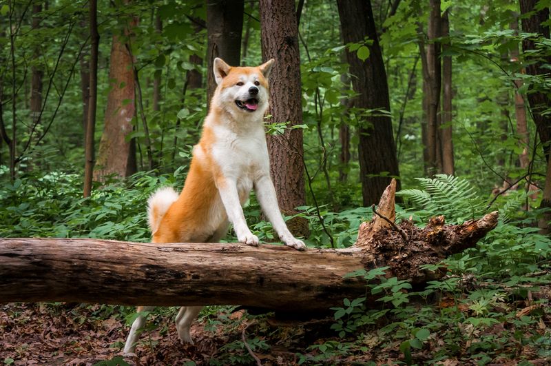 Akita