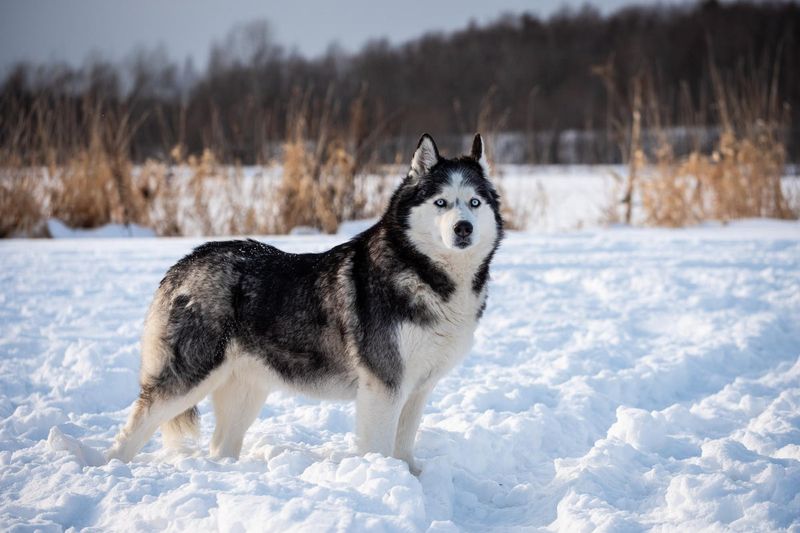 Siberian Husky