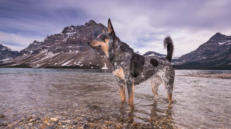 Australian Cattle Dog