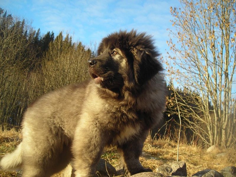 Caucasian Shepherd