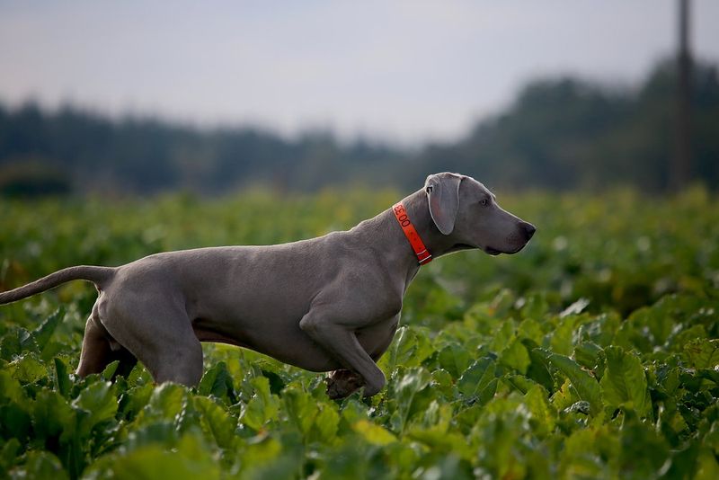 Weimaraner: The Gray Ghost