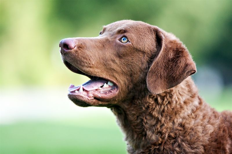 Chesapeake Bay Retriever: The Waterfowl Hunter's Best Friend