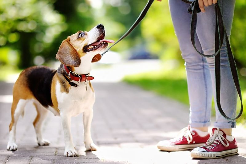 Beagle: Nose-Driven Adventurers