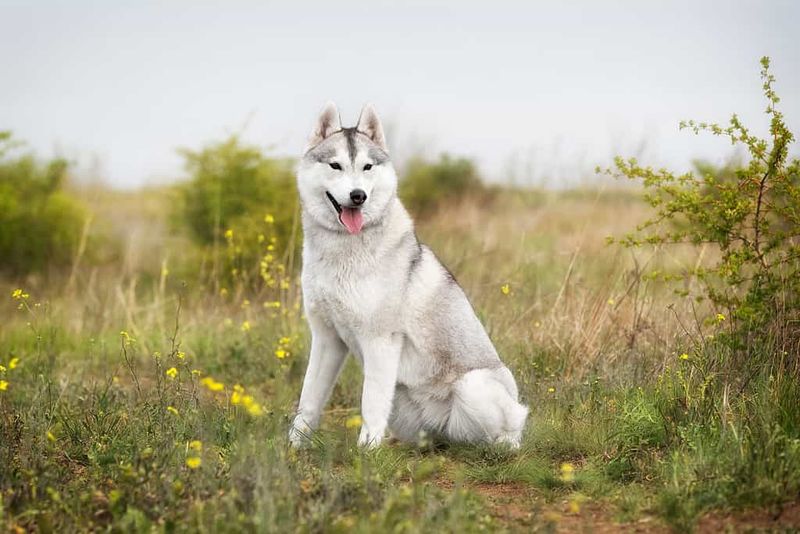 Siberian Husky
